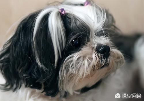 西施狗怎么喂养:西施犬喝什么奶补钙快，西施犬喝奶能不能快速补钙？
