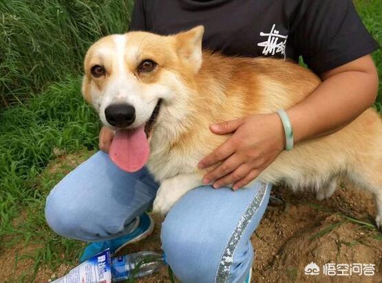 柯基犬怎么训练:训练柯基犬时，哪些错误不能犯？