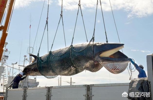 丹麦人成人礼杀海豚，日本人捕杀一头成年蓝鲸可以获得多少利润？