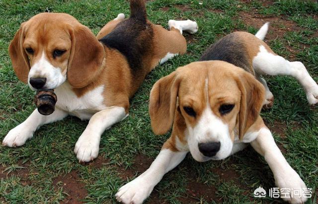 犬虫净驱球虫效果好吗:幼犬多久驱虫一次比较好？