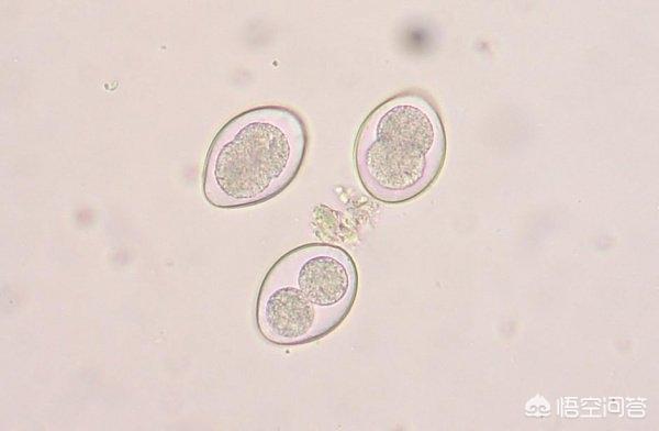 犬虫净驱球虫效果好吗:幼犬多久驱虫一次比较好？