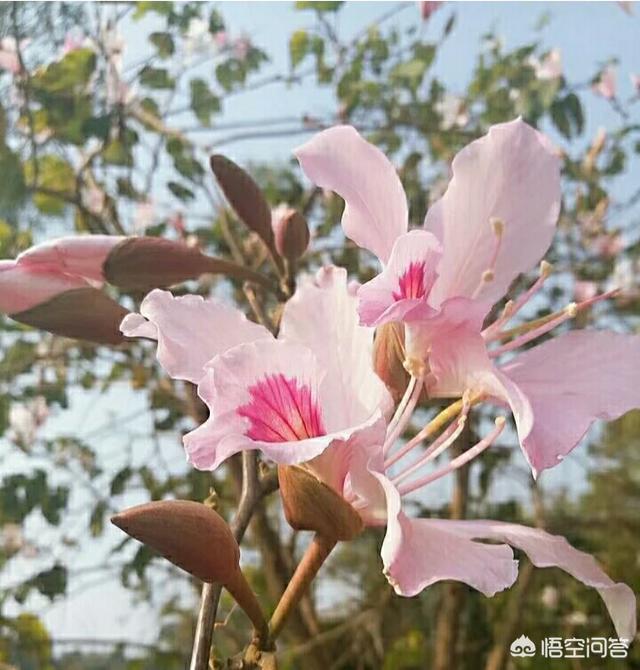 心有独钟花更艳,另一联你怎么对？