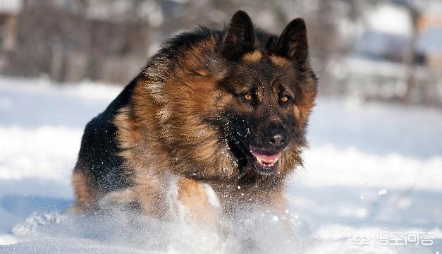 德国牧羊犬视频:德国牧羊犬适不适合庭院喂养？可以看家吗？