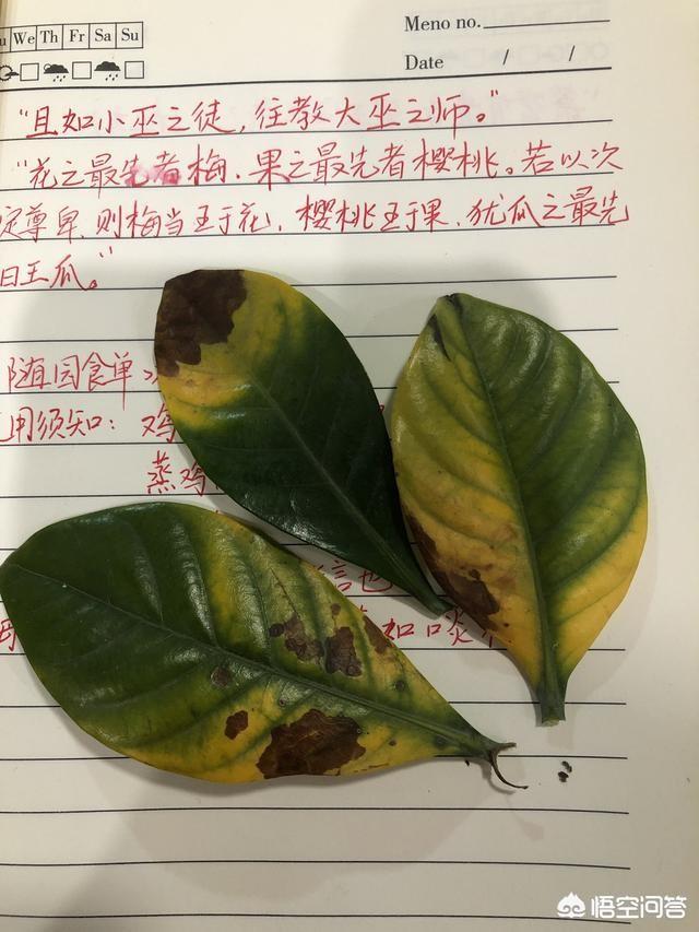 栀子花叶片黄褐色是怎么回事儿？
