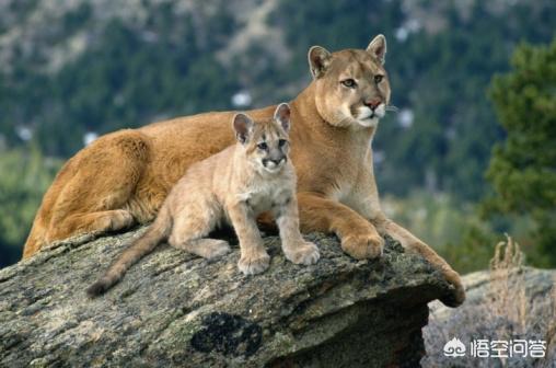 草原斑猫和亚洲野猫:“山猫”是指哪种猫科动物？为何生活在雪山上的雪豹不叫山猫？ 非洲野猫和狸花猫的区别