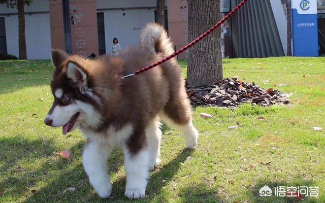 出售阿拉斯加克利凯犬:阿拉斯加狗狗是大点的贵还是小点的贵？应该如何选择？