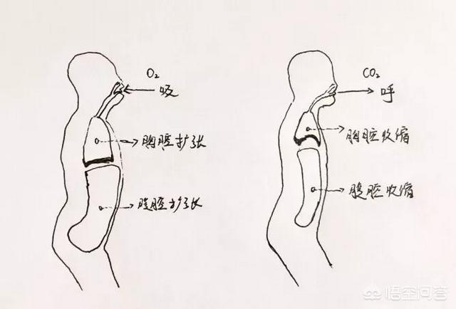 训练:健身训练中，发力时吸气还是吐气，该怎么掌握？