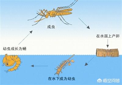 蚊子咬人和血型有关系吗，听说蚊子咬人也要挑血型，这是真的吗