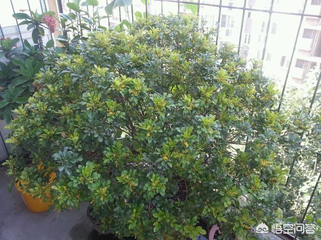 米兰花脱土:我买了盆米兰，想换盆，可是土特别硬，是否保留硬土？