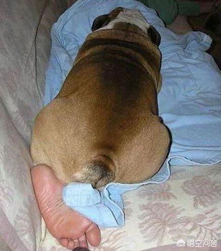 拉布拉多幼犬怎么补钙:怎样给五个月的拉布拉多犬补钙？
