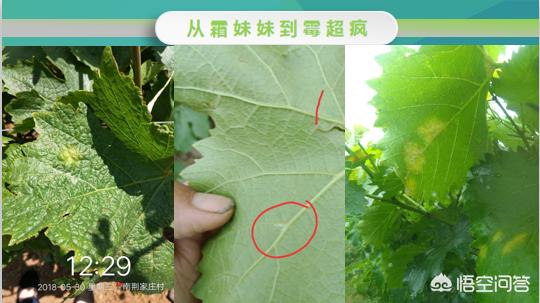 葡萄树的害虫有哪些:种植葡萄，在结果期时病虫害如何防治？