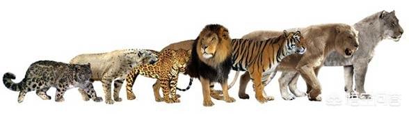 能不能把老虎放到非洲去？会不会破坏生态链？