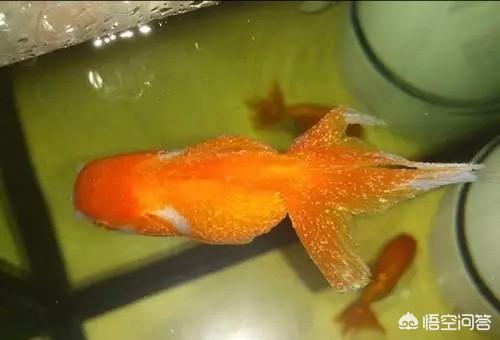 鸟虫鱼论坛鸟虫鱼:草缸里的虎皮鱼得了小瓜虫怎么办？