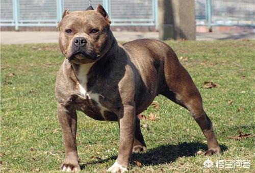 美国比特犬肌肉:十只比特犬vs一只东北虎，能赢吗？