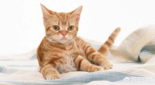 猫咪血尿可自己好么:简州猫尿血精神不好，怎么解决？