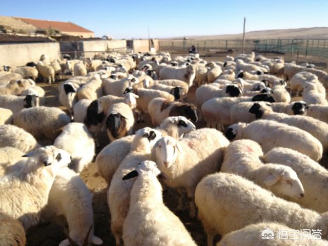 绵羊养殖:现在农村养殖绵羊怎么样？