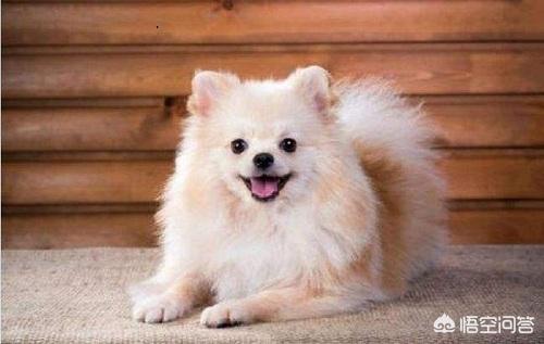 博美犬图片:小博美拉肚子不吃食物该怎么办？