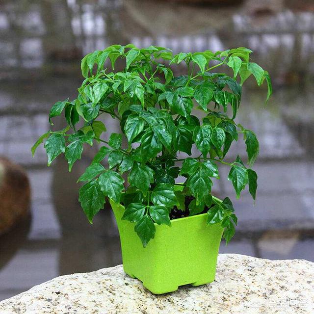 树锦鸡儿植株变黑:家里绿箩叶子茎部呈现黑褐色是什么原因？