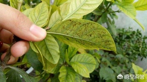 头条问答 - 栀子花叶片上长了很多黄褐色斑点怎么回事?(3个回答)