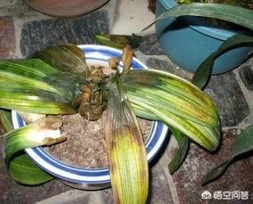 君子兰叶子发黄图片:君子兰有黄叶修剪后要浇水吗？
