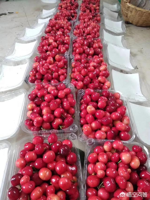 白鹿原樱桃(白鹿原樱桃谷)