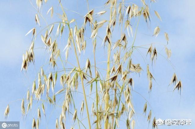 野燕麦真的能壮阳吗，麦田里种的麦子，有野燕麦，该如何防治