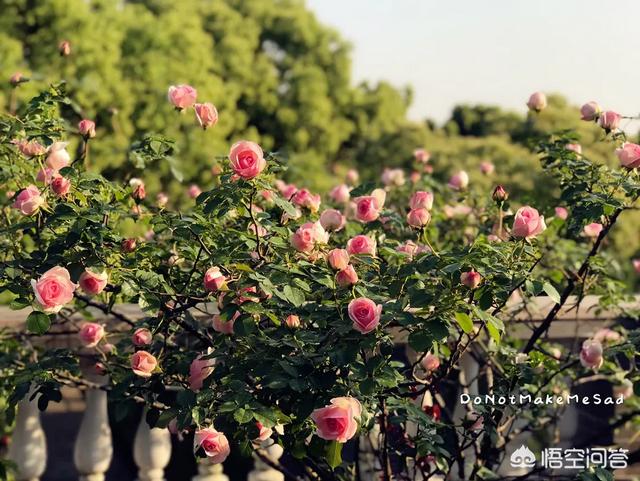 月季花的栽培与管理:藤月小苗栽种，管理方法很重要，怎样浇水管理？