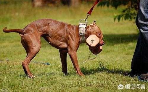 皮特犬怎么训练:比特犬怎么喂养肌肉大，比特犬吃什么长得壮呢？