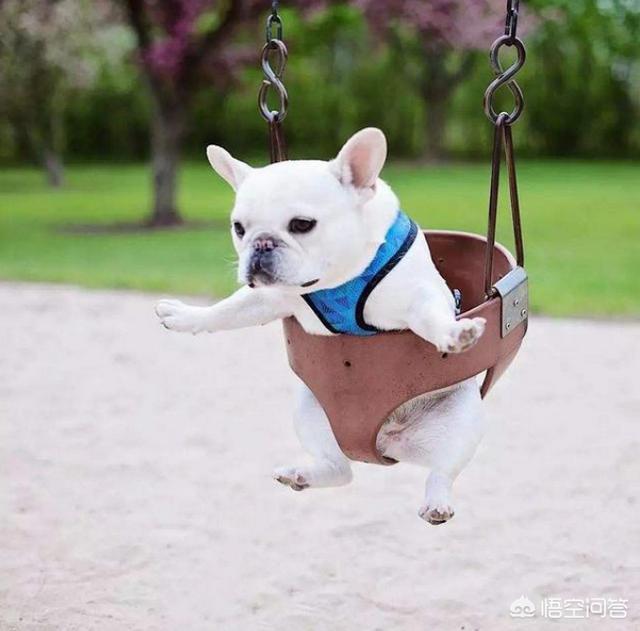 法国斗牛犬性格亲人:哪些表现说明法国斗牛犬乖巧懂事？