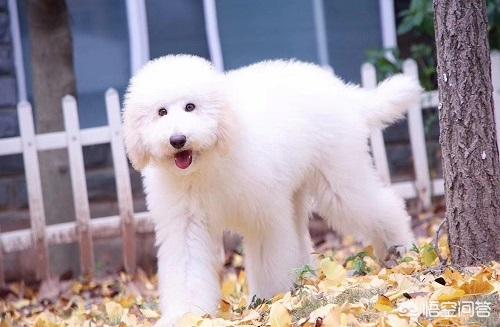 巨贵犬护主人吗:巨贵保护主人吗 巨贵犬掉很多毛是怎么回事？