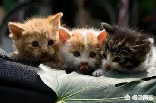 皮特芬喷到猫咪眼睛:猫身上有过猫藓的地方结痂了，是不是喷药就好了呢？