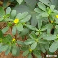 野菜真假马齿苋图片:真假马齿苋图片比较图 乡野菜马齿苋市场价格贵不贵？2019年种植马齿苋赚钱吗？