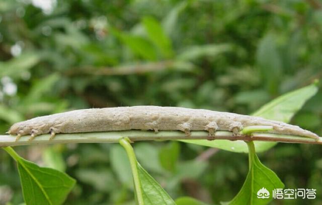 头条问答 - 农村种植的石榴树,结果都有虫,该如何治理?(11个回答)