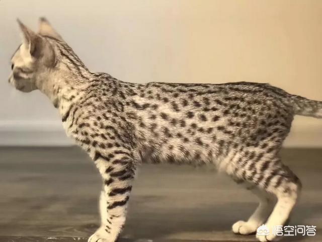 猫瘟:家里小猫猫瘟走了，要怎么消毒？