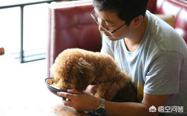 宠物安全隐患:狗狗哪些事不知道的会害了狗狗？