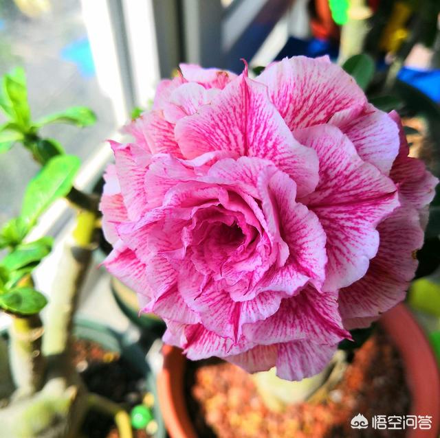 沙漠玫瑰软腐病:盆栽的沙漠玫瑰新叶全部是畸形的，打卷是怎么回事？