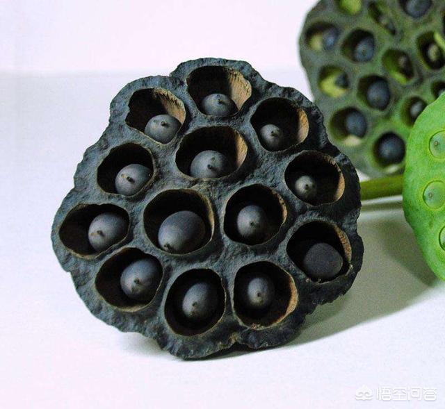 碧光环不发芽:如何让荷花种子尽快发芽？