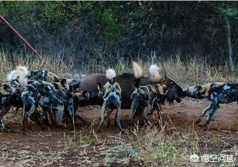 斑鬣狗vs藏獒:藏獒打不过非洲鬣狗，那么可以打得过非洲野犬吗？为什么？