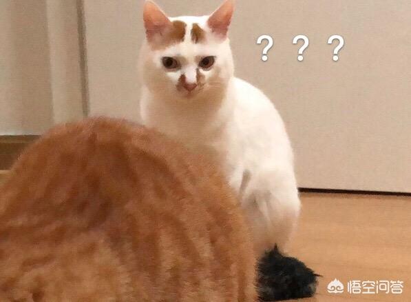 驯猫记 晋江:哪些养猫行为，其实是在让猫承受痛苦？