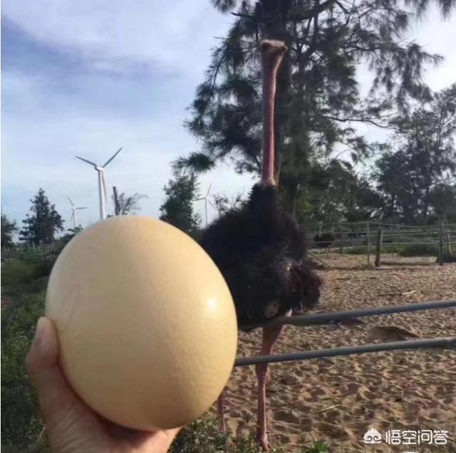 澳洲鸵鸟养殖视频:鸵鸟有什么经济价值吗？现在养殖鸵鸟有经济价值吗？ 致富经鸵鸟养殖视频