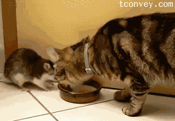 怎样捉猫猫:猫咪不会用猫抓板，怎么教会他？