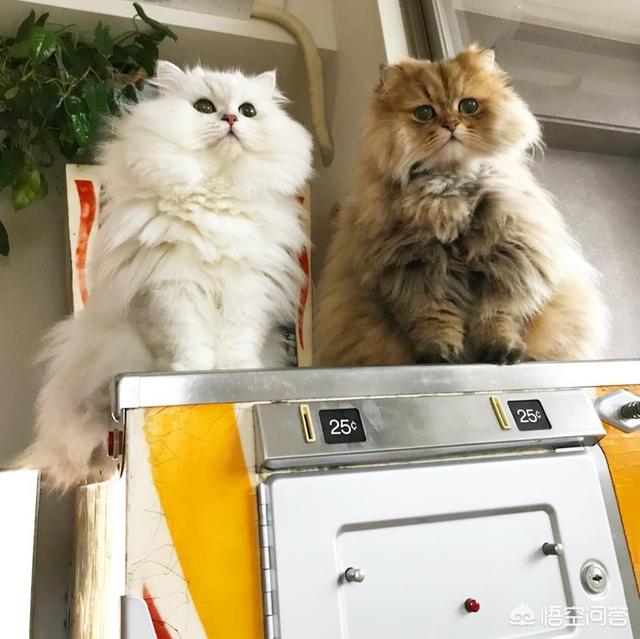 猫咪摇头打喷嚏:猫咪打喷嚏是不是感冒了？