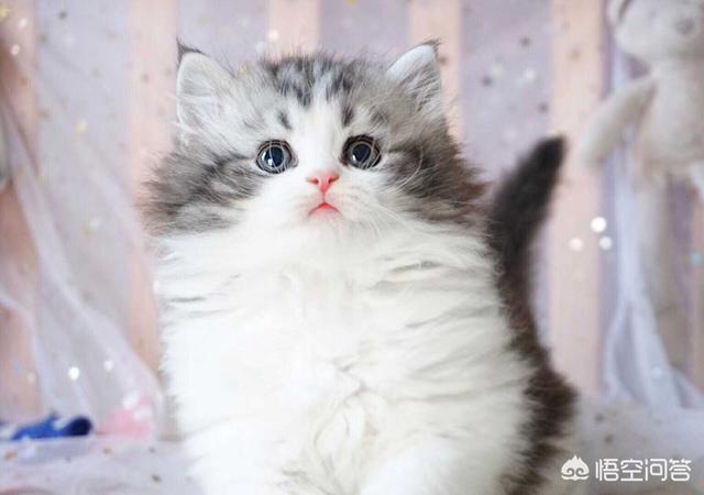 天猫玛氏宠物官方旗舰店:外卖平台，商家的销量是否真实可信？