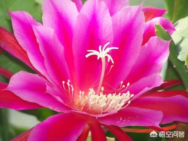 令箭荷花花芽:嫁接的令箭荷花为什么开不了花？
