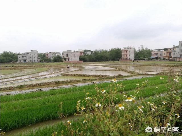 广西土松狮吧:广西土猎犬的战斗力怎么样？