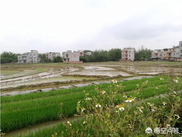 台湾人眼中的南宁什么样，真实的广西农村是什么样的