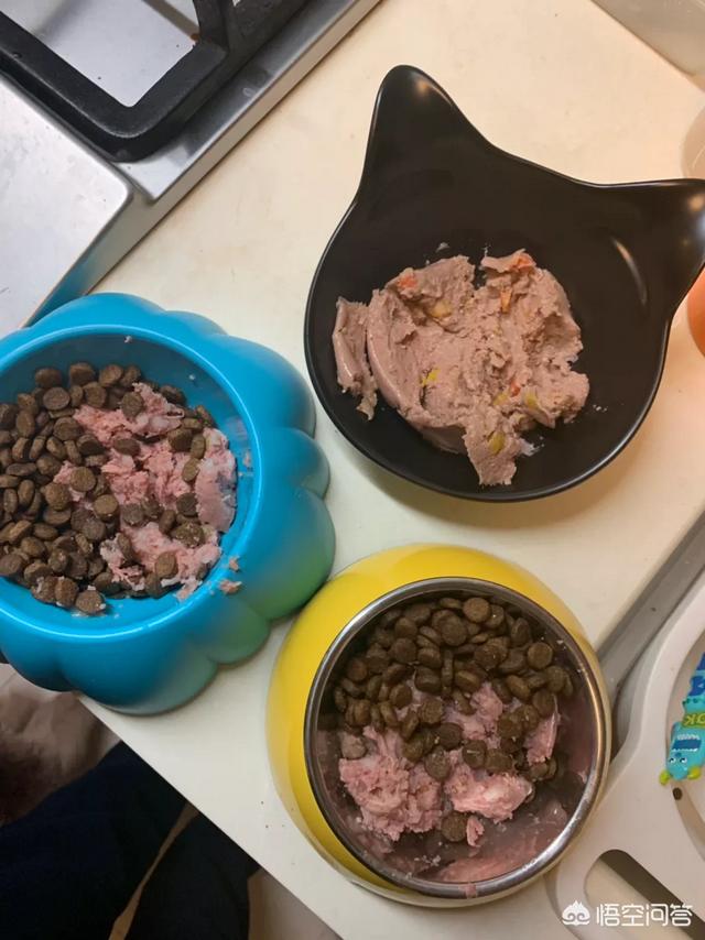 许昌柯基价格:柯基一般在哪些价位才好不想太便宜也不想太贵？
