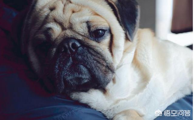 八哥狗好养吗古牧犬:法国斗牛犬和巴哥犬哪个好养？