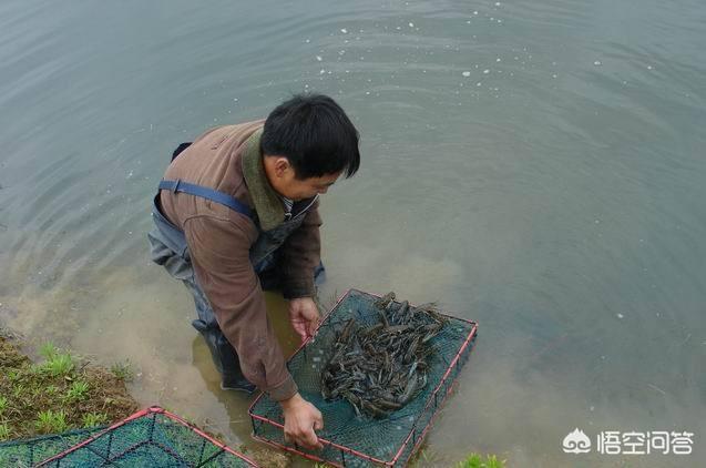 杀车轮虫要几个小时:杀车轮虫要注意什么 虾池里白色的小虫子怎么把它杀死？