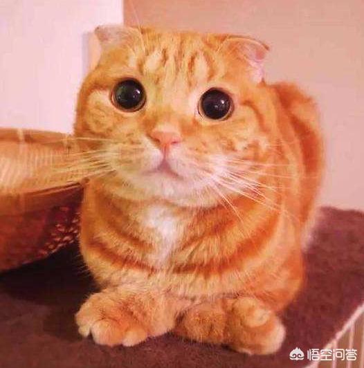 大脸猫图片呆萌: 大脸橘猫是什么品种，脸圆圆的猫叫什么？